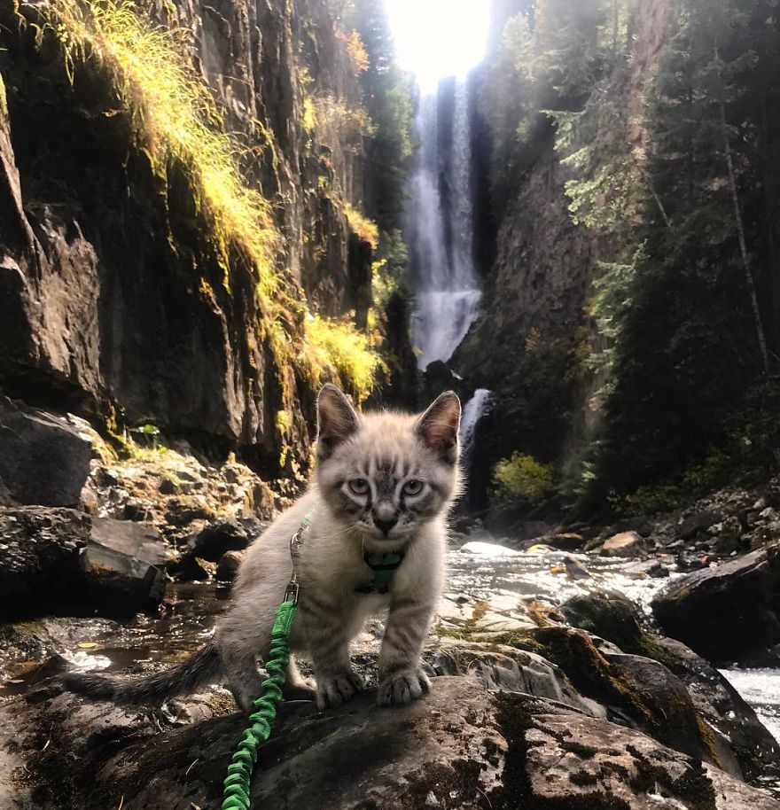 Bored Panda Why chase mice when you can chase waterfalls?